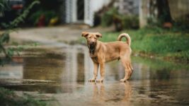 mascotas en temporal referencial-compressed