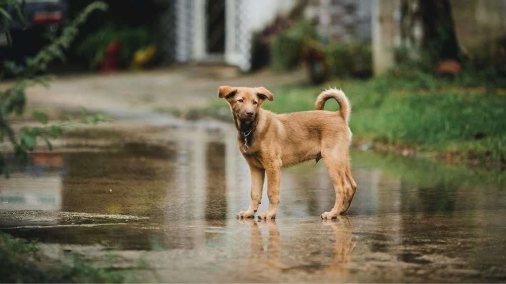 mascotas en temporal referencial-compressed