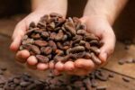 Tirimbina Sarapiquí semilla cacao -compressed
