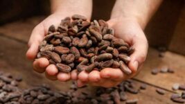 Tirimbina Sarapiquí semilla cacao -compressed